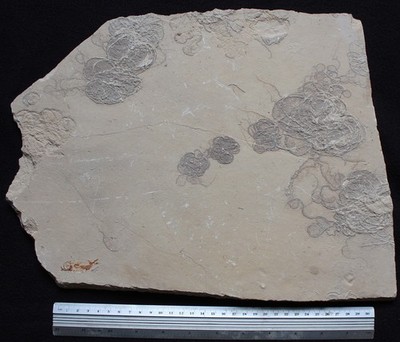 Antedon pinnulata - 7 Floating Crinoids Zero Repairs -Cretaceous Fossils Lebanon