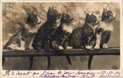 CPA AK CATS (1341227)