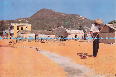 D088915 On the open area. Chinese dry the brown rice. In Southern China the main