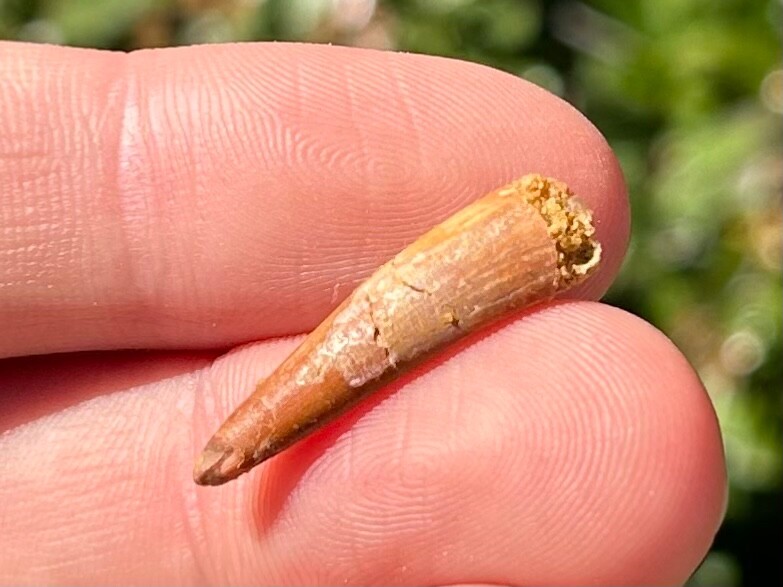 Pterosaur Flying Dinosaur Tooth Fossil Morocco Cretaceous Age Kem Kem