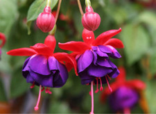 50pcs/bag Fuchsia Seeds Potted Flowers seeds,bonsai seeds. 1239