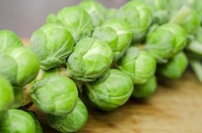 Long Island Brussels Sprouts Seeds | NON-GMO | Heirloom | 1200 Seeds.