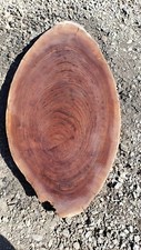 Figured black walnut B473 Oval Shaped Live Edge 1 Piece