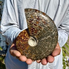 440G Rare! Natural Tentacle Ammonite FossilSpecimen Shell Healing Madagascar