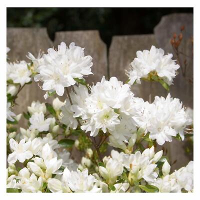 Gumpo White Azalea (Rhododendron x 'Gumpo White')