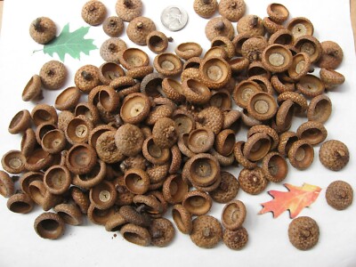 150 Natural Red Oak Acorn caps. APPROX. SIZE NICKLE & LESS - Clean. Grade A