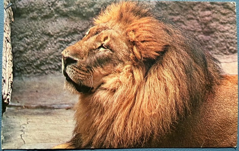 San Diego Zoo - LION  - Vintage Photo Postcard w/ 4 cent stamp Lincoln - 1965