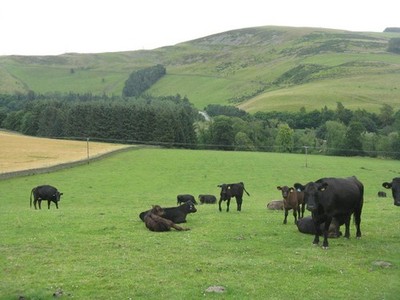 Photo A2 The A7 in Wedale Bowshank Just a glimpse, in the centre of the  c2014