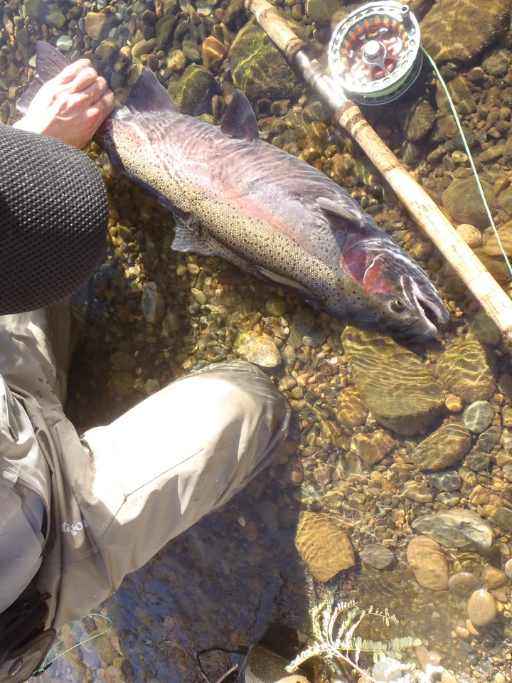Moscas de pesca con mosca Irideus huevo libre de culpa Caddis trucha moscas río Steelhead Foto 2 de 4