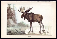 1926 Original Vintage Color Animal Print The Moose