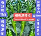 25Ct tasty mild spicy pepper seeds Zhangshugang Pepper Seeds 25粒樟树港辣椒种子 2025年新种子