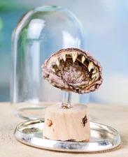 Humboldt Squid sucker Glass Dome Display Taxidermy Oddities Curiosities decor