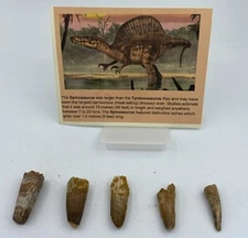 Spinosaurus Teeth Dinosaur F0SSIL Before T Rex Cretaceous K165