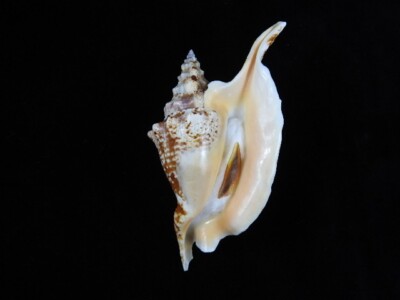 Sea shell Strombus gallus 114.8mm ID#8924