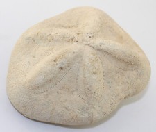 Seeigel, Clypeaster grandiflorus, Tertiär, Miozän, Zebegény, Pest, Ungarn -c500