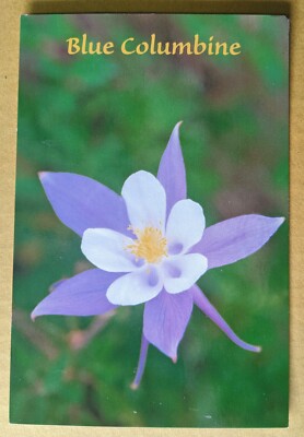 Flowers. Colorado state flower - blue columbine