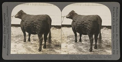 Galloway Heifer, Cecily of Maple Grove 3 years, Champion of Virginia, Ohio,