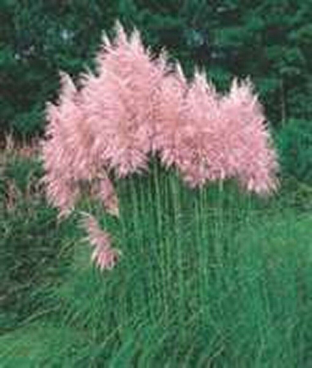 Pampas Grass- Pink- 100 Seeds- BOGO 50% off SALE