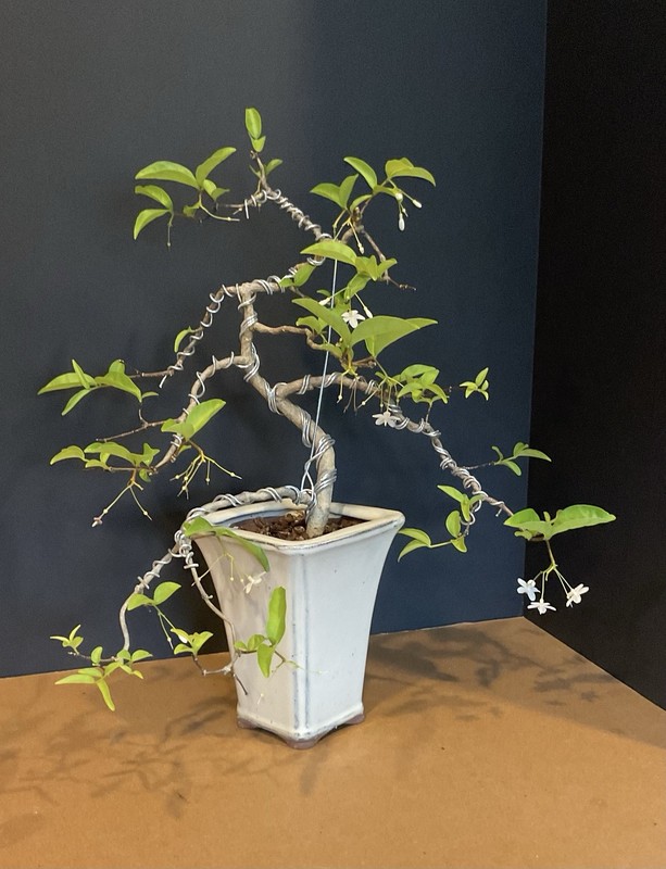 Water Jasmine Bonsai Fragrant Flowers