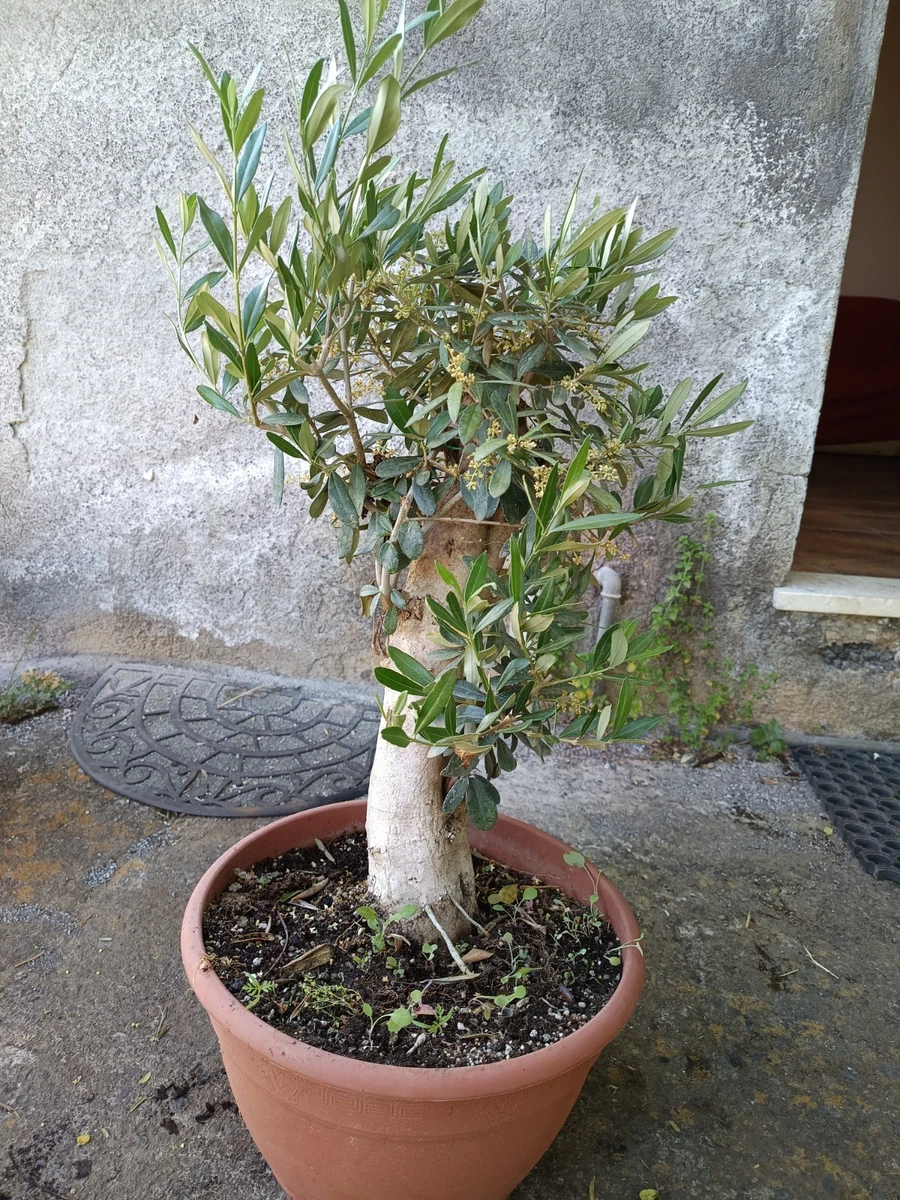 bonsai ficus substrat Ficus microcarpa 'Ginseng' main image 1