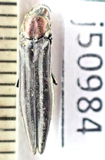 j50984. Insects, Buprestidae sp. Vietnam, new area, nice color!!!!!