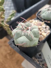 Thelocactus hexaedrophorus (cactus - succulent - plant)
