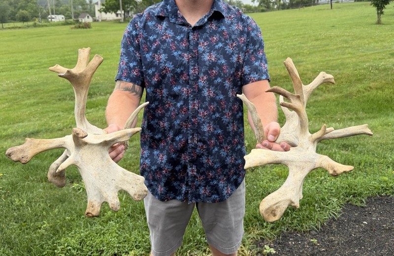 Matched Deer cut off Antlers nontypical 