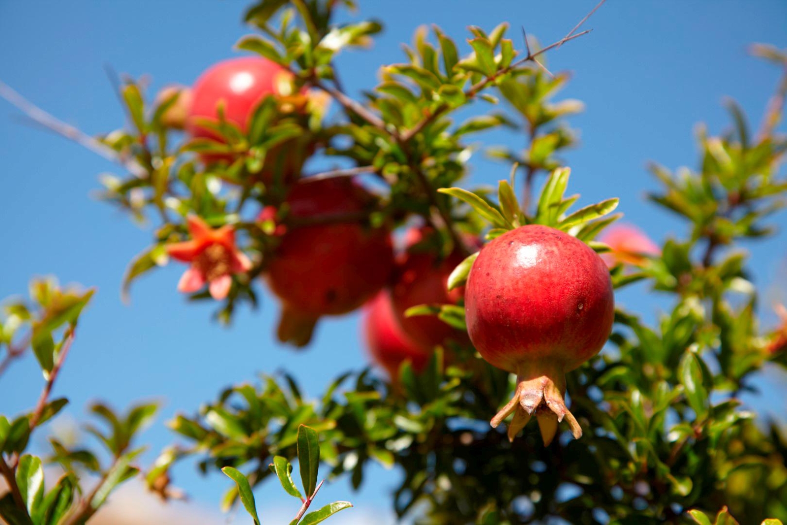 Graines de Grenadier Punica Granatum Arbuste Résistant Sécheresse