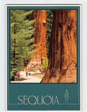 Postcard General Sherman Tree Sequoia National Park California USA