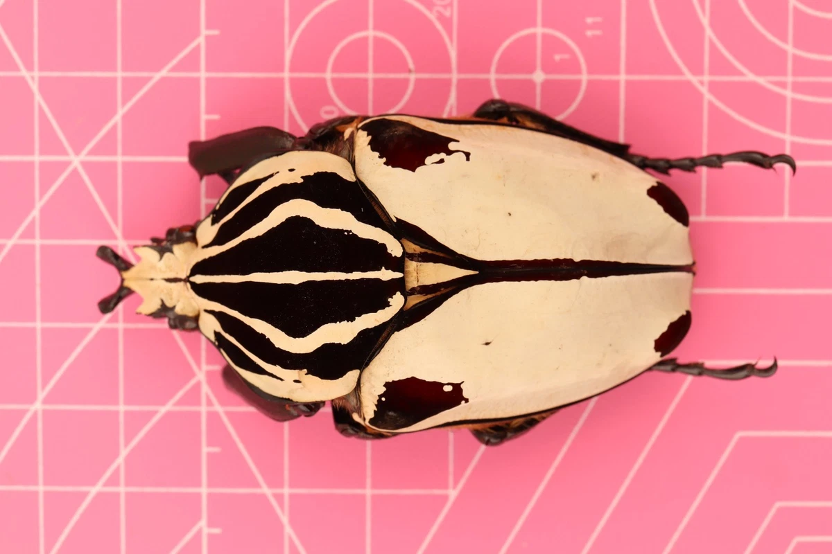 Goliathus Beetle for sale | eBay