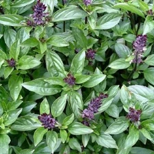 1000 Cinammon Basil Seeds Ocimum basilicum Herb Non-GMO