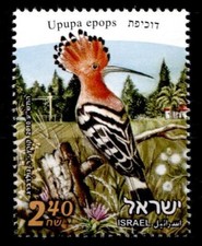 Vögel. Wiedehopf. 1W. Israel 2010