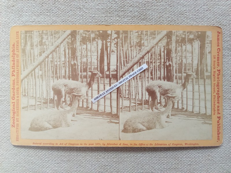1875 SV of VICUNA in RUSTIC CAGE Zoological Gardens PHILADELPHIA PA Schreiber