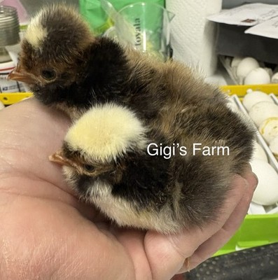 12 RARE POLISH Fertile EGGS.