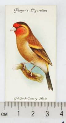 1933 John Player & Sons Voliere & Käfigvögel 14 Goldfinch-Kanarienvogel Maultier