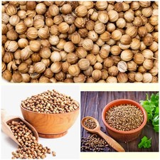 Coriander Whole Seeds Organic Herbal Premium Quality Spice Coriandrum sativum