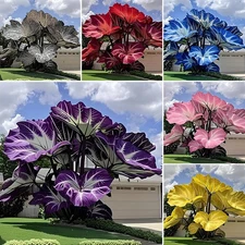 Caladium Flowers 500 Seeds Elephant Ear Heart of Jesus Angel Wings