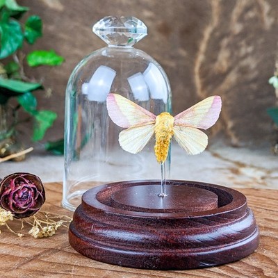 Rosy Maple Moth Glass Dome Entomology Taxidermy Curiosities Oddities display