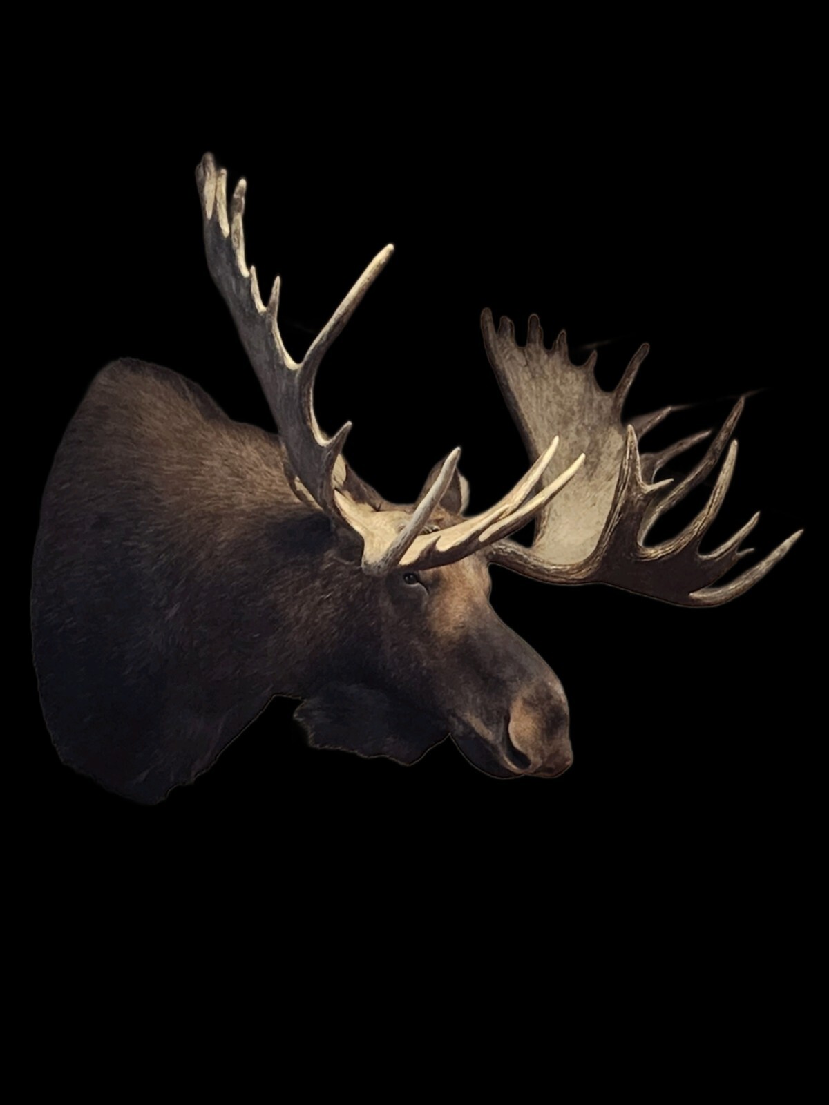 Alaskan Yukon Moose Shoulder Mount Outside Spread Approx 65" Detachable Antlers 