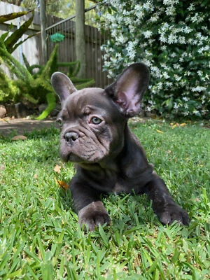lilac male french bulldog