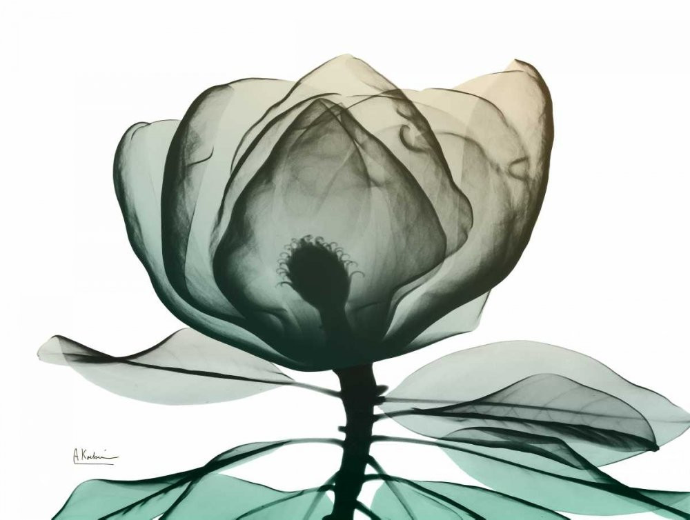 Emerald Magnolia 1 Botanical Art Print by Albert Koetsier 18x24 Inches