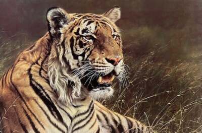 Alan Hunt - Royal Bengal - Tiger - S/N Lithograph - Signed - MINT