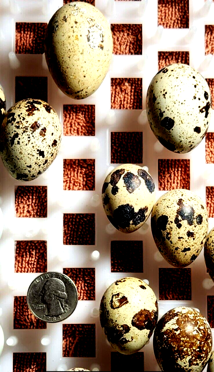 45++EXTRAS NPIP/AI CLEAN XXXL GOLIATH MEAT MAKER🍖 COTURNIX QUAIL