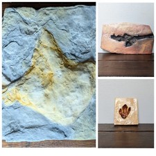 Dinosaur Footprint Replica | Theropod | Coelophysis |