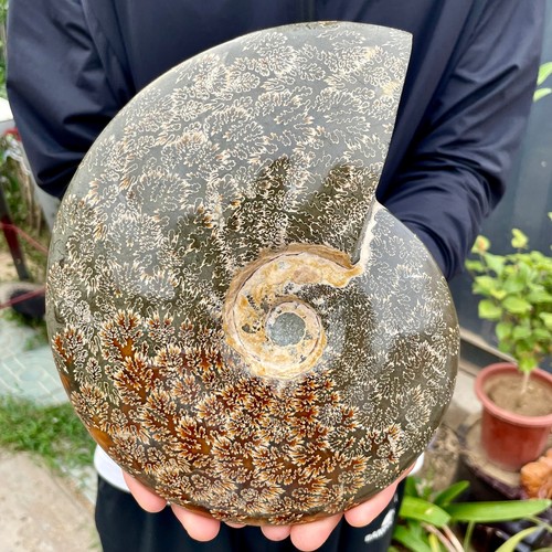 4.62LB Natural Fossil Snail Agate Fancy Cabochon Gemstones - 第 6/15 張圖片