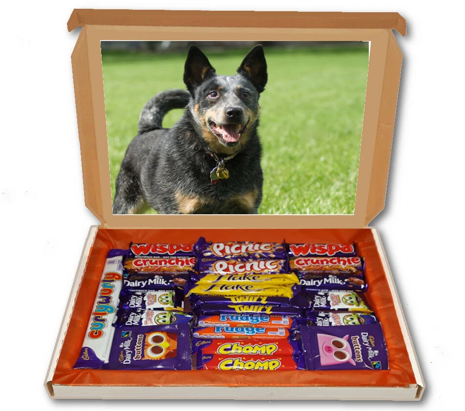 Australian Cattle Dog 24 Bar Cadbury Chocolate Hamper Pet Personalised Gift Box