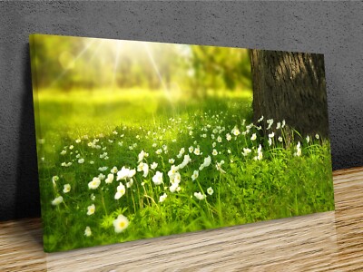 Frühlingsgrüne Wildblumen Sonnenstrahlen Panorama-Leinwanddruck fertig zum Aufhängen