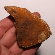 Ankylosaurus Scute Piece - Dinosaur Fossil from Hell Creek Formation Cretaceous