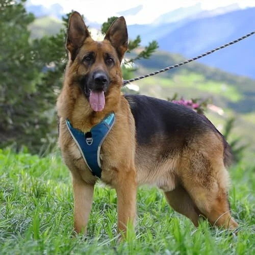 Dog Harness for Medium Dogs No Pull, Adjustable Reflective Oxford Outdoor