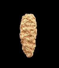 Pristine Pine Cone Fossil from Morocco – A Geological Treasure – Rare fossils